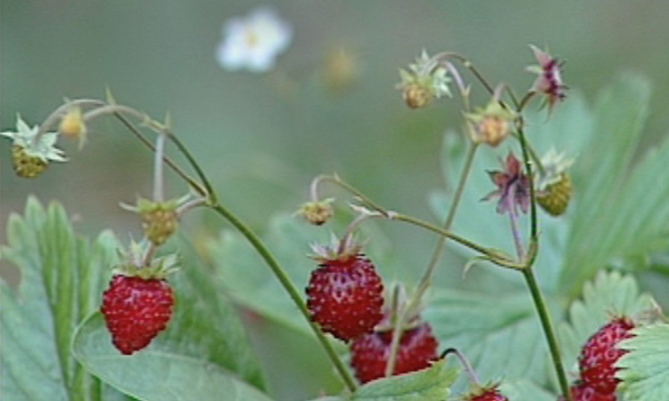 Dissémination des semences - Houx, Murier, Fraisier